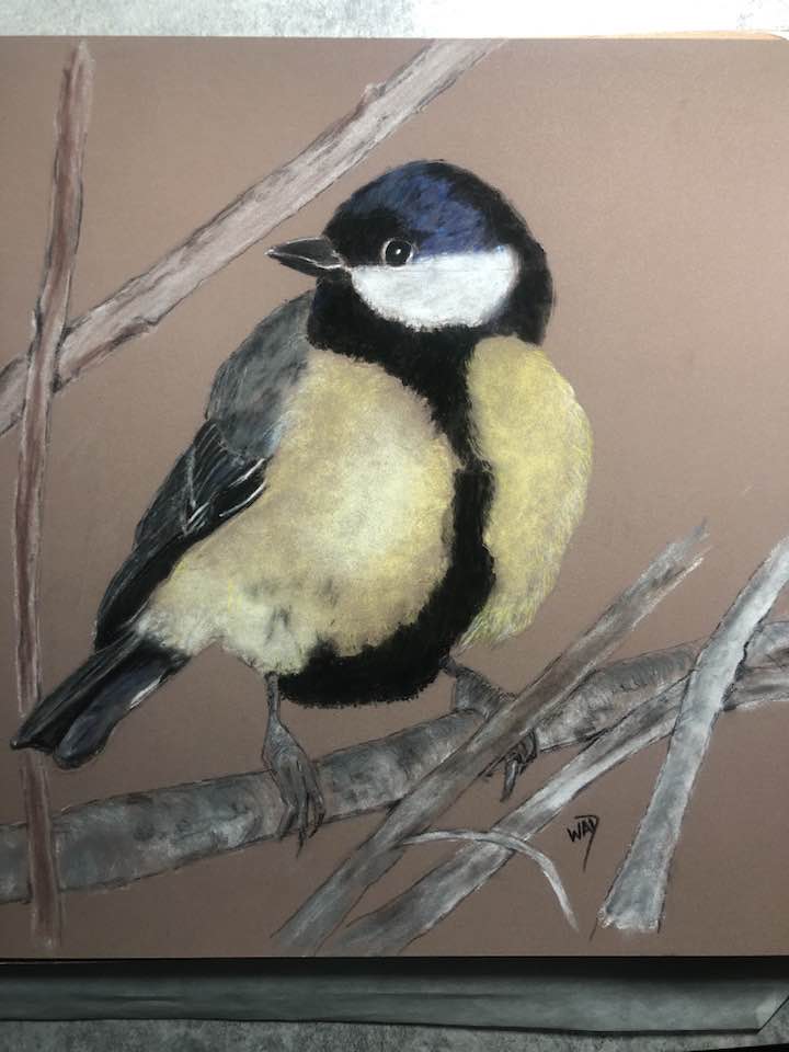 Great Tit