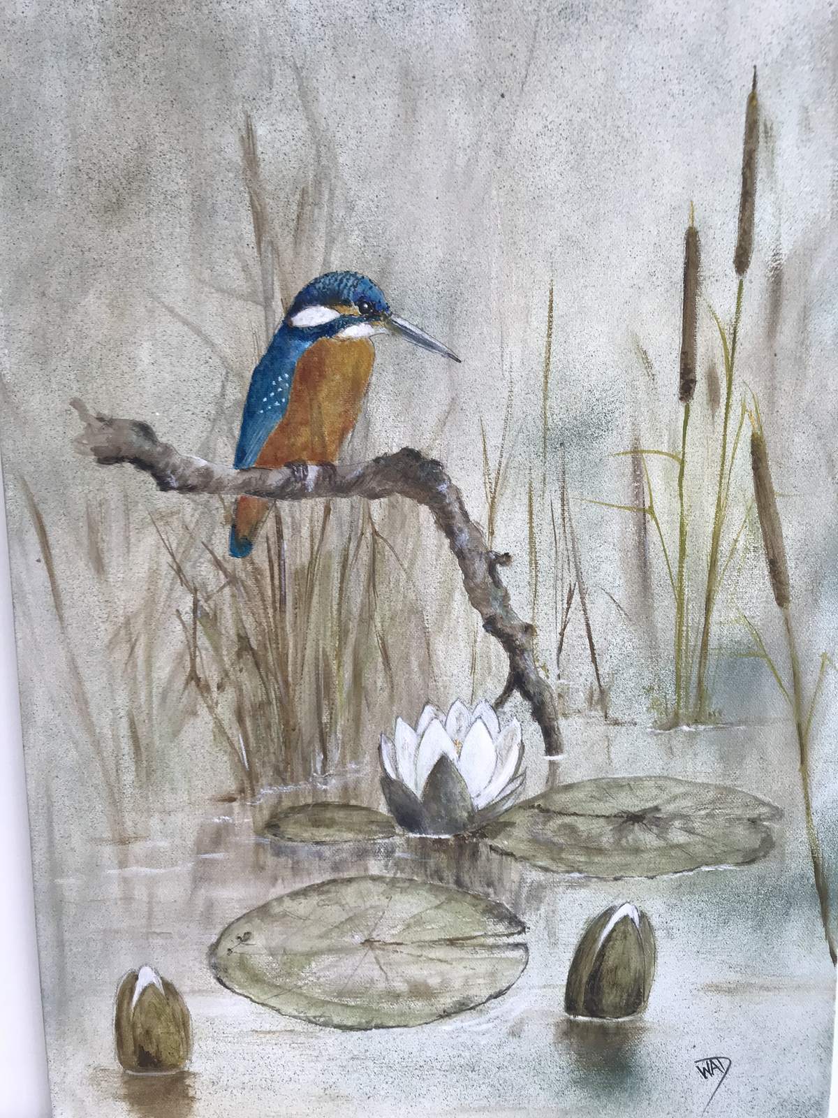 Kingfisher looking for prey